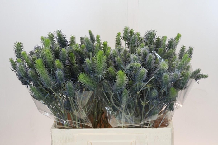 Eryngium Electric Dynamite
