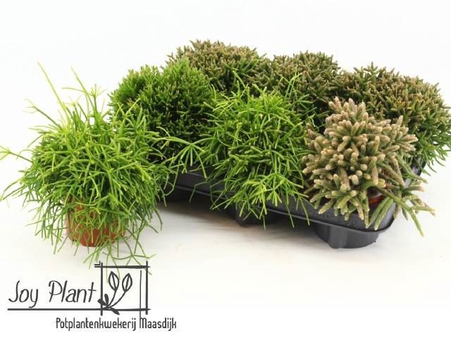 <h4>Rhipsalis   ...mix</h4>