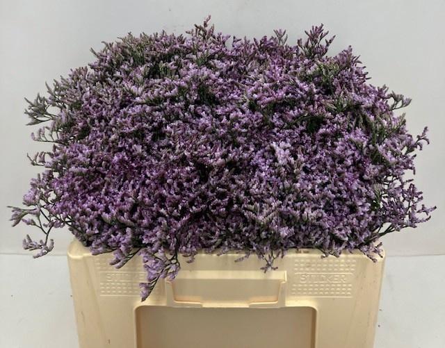 <h4>LIM SONS SAFORA LILA 45gr</h4>