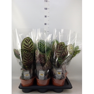 Calathea makoyana