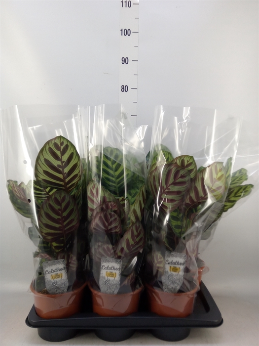 <h4>Calathea makoyana</h4>