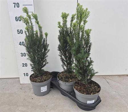 arr8 Taxus M Hillii