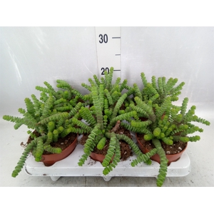 Crassula marnieriana