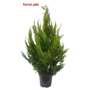 Chamaecyparis law. Ivonne, plantmaat 140-160 cm - Rondgestoken - PALLET