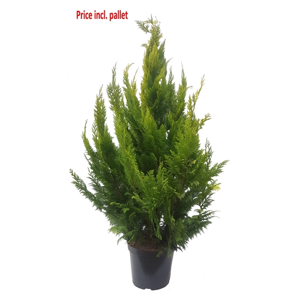 <h4>Chamaecyparis law. Ivonne, plantmaat 140-160 cm - Rondgestoken - PALLET</h4>