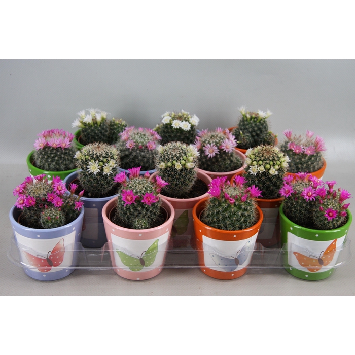 <h4>CACTUS BLOEIEND</h4>