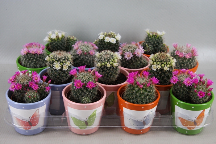 <h4>CACTUS BLOEIEND</h4>