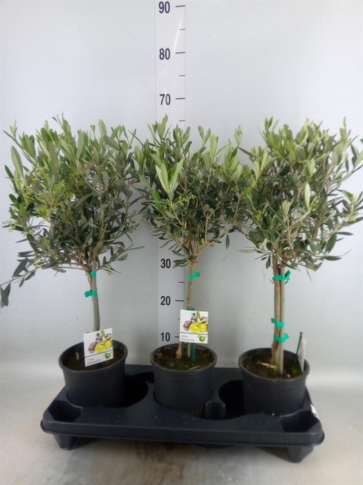 <h4>Olea europaea</h4>