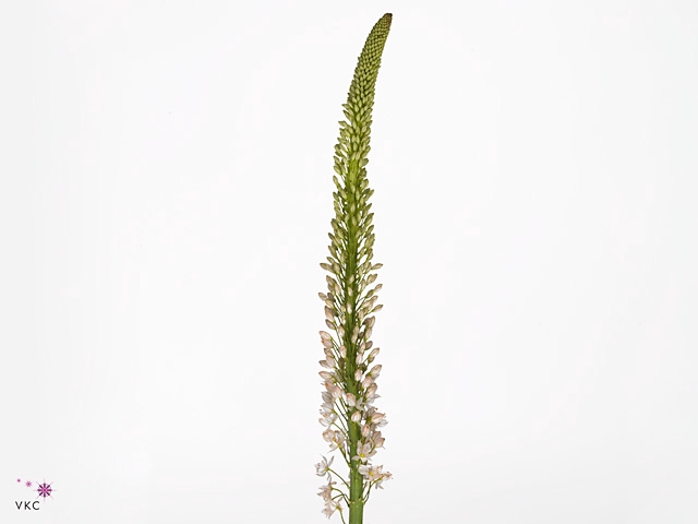 EREMURUS ROBUSTUS