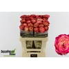 R Gr Apple jack