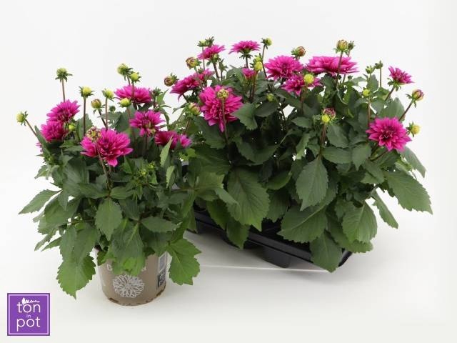<h4>DAHL L MAG DEEP ROSE</h4>