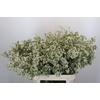 Chamelaucium Blizzard