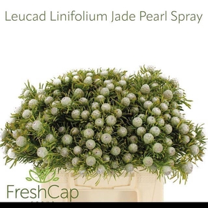 LEUCAD L AY JA PE VT