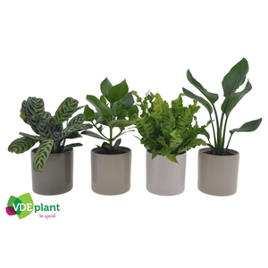 Ov Kamerplanten Gemengd Keramiek Havana