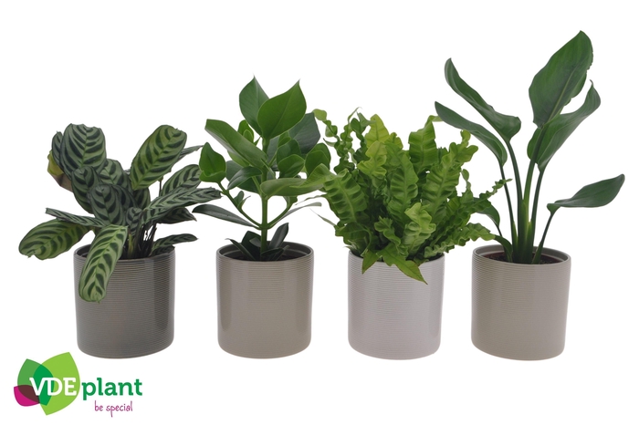 <h4>Ov Kamerplanten Gemengd Keramiek Havana</h4>