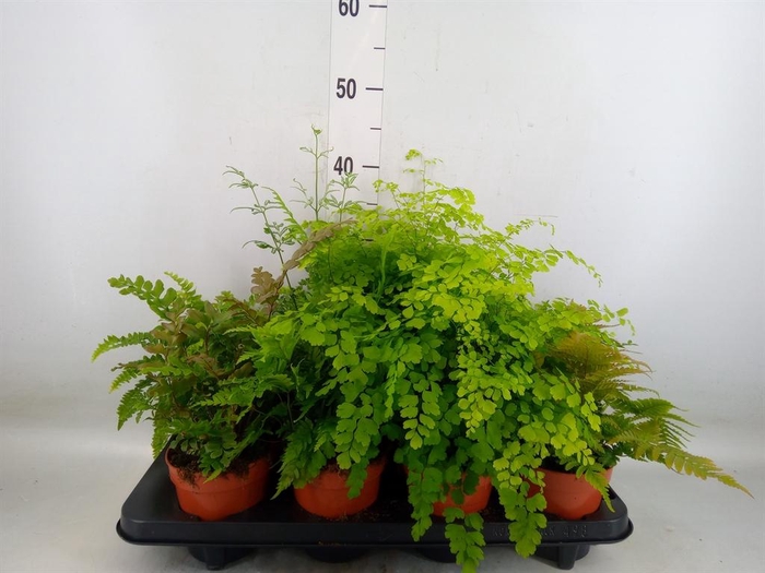 <h4>Ferns   ...mix</h4>