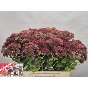SEDUM MR GOODBUD