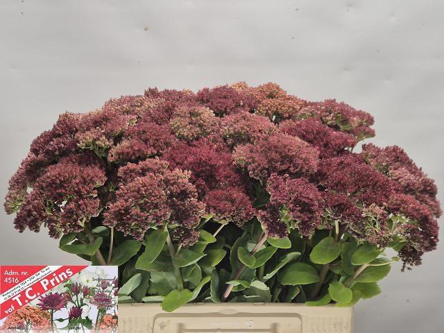 <h4>SEDUM MR GOODBUD</h4>