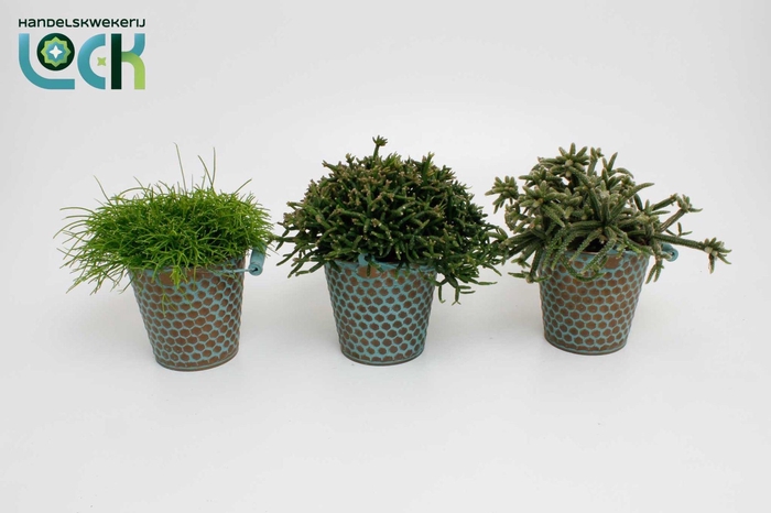 <h4>RHIPSALIS GEM</h4>