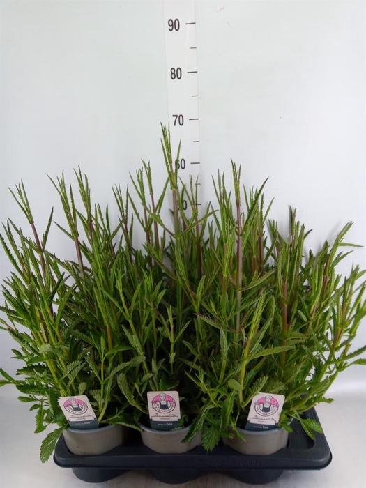 <h4>Verbena bonariensis</h4>