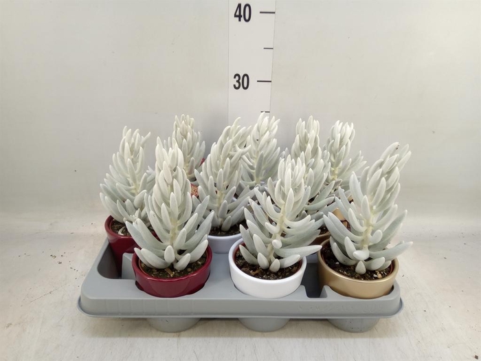 <h4>Senecio   ...</h4>