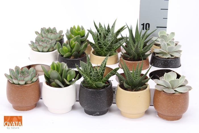 <h4>SUCC GEM 5 SRT</h4>