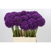 Allium Ambassador