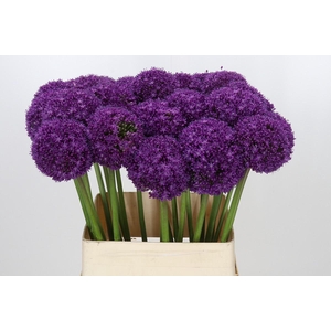 Allium Ambassador
