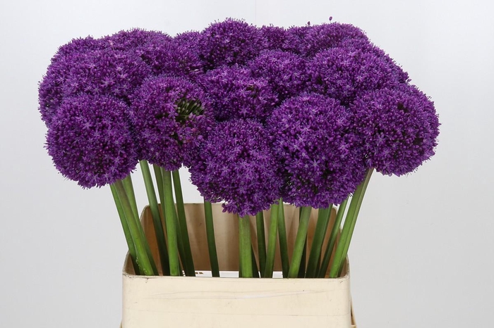 <h4>Allium Ambassador</h4>