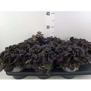 Ajuga  'Feath Friends Noble Night'