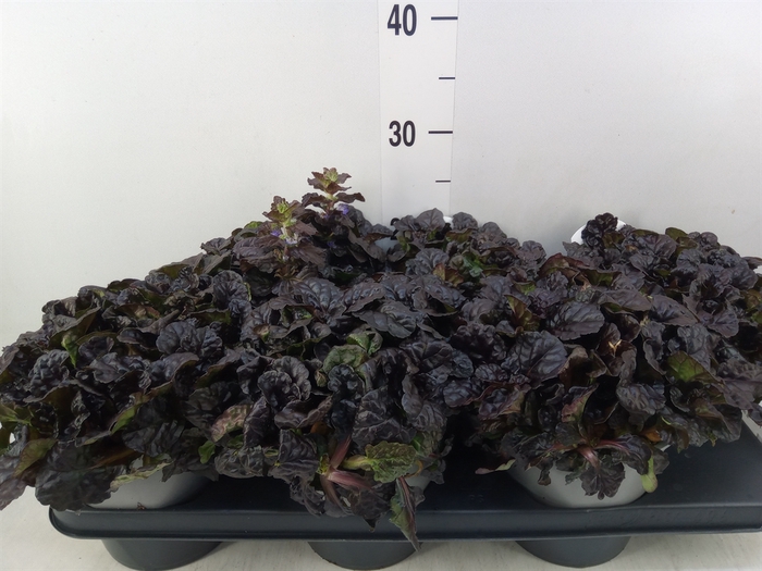 <h4>Ajuga  'Feath Friends Noble Night'</h4>