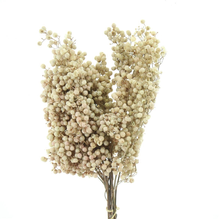 <h4>Dried Pepper Berries Bleached White</h4>