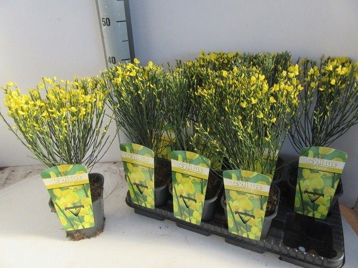 <h4>CYTI PR ALLGOLD</h4>