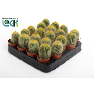 Cactus Leninghaussii