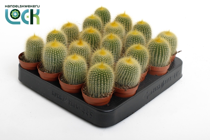 <h4>Cactus Leninghaussii</h4>
