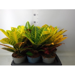 Codiaeum var. GR 'Petra'