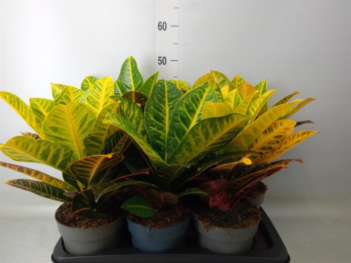<h4>Codiaeum var. GR 'Petra'</h4>
