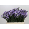 Limonium Sinuatum Donau Birds
