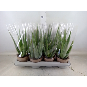 Aloe vera