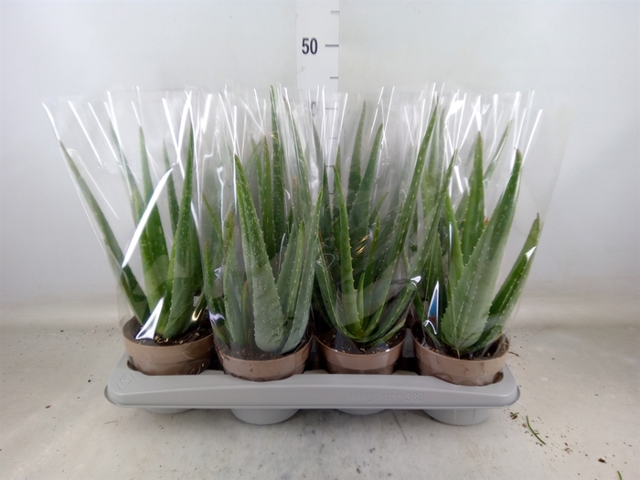 <h4>Aloe vera</h4>