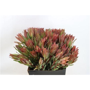 LEUCAD HIGH LIGHT 50CM