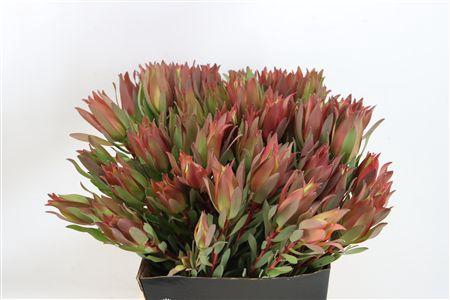 <h4>LEUCAD HIGH LIGHT 50CM</h4>