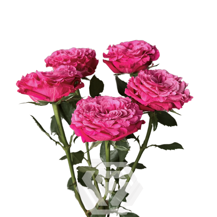 R TR BE GRACIOUS Tessa