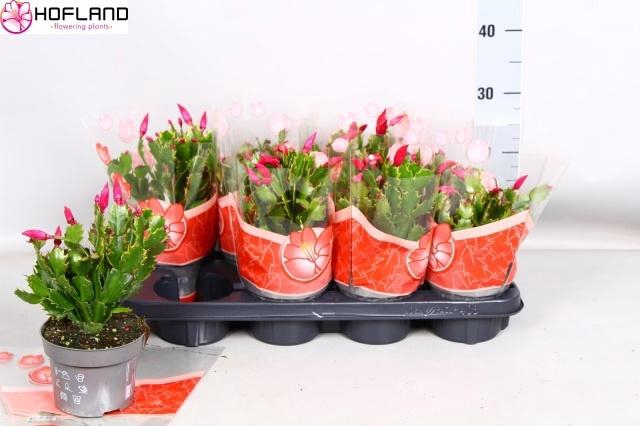 <h4>SCHLUMB ZARAIKA</h4>