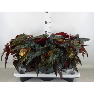 Begonia BD mac. 'Black Forest'