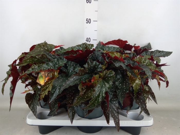 <h4>Begonia BD mac. 'Black Forest'</h4>