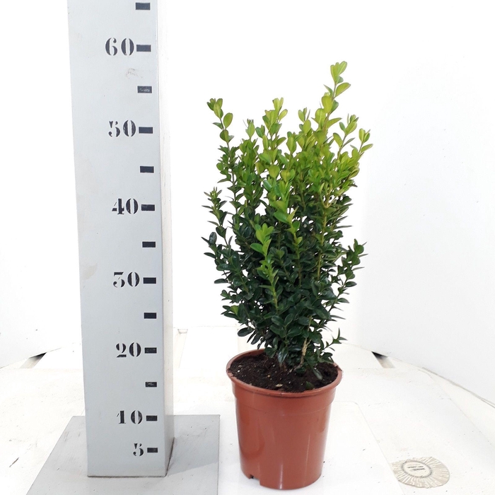 <h4>Buxus sempervirens 'Hollandia' 30-40cm struik</h4>