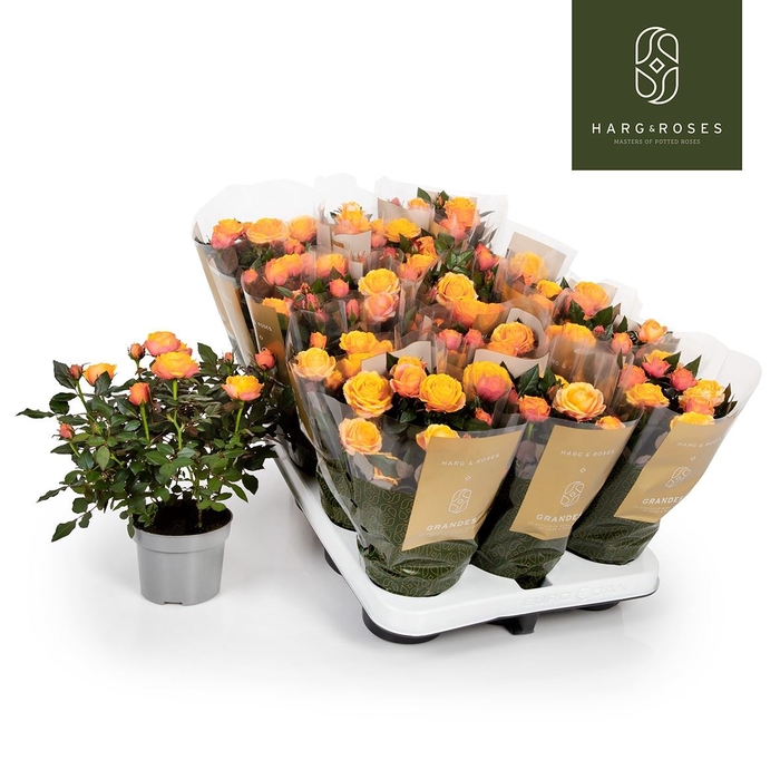 <h4>Rosa  'Firebird Kordana Grande'</h4>