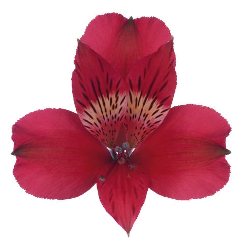 <h4>ALSTROEMERIA MARIAN 080 CM VERMELHO</h4>