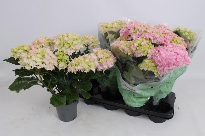 <h4>HYDR M HI RIVER</h4>